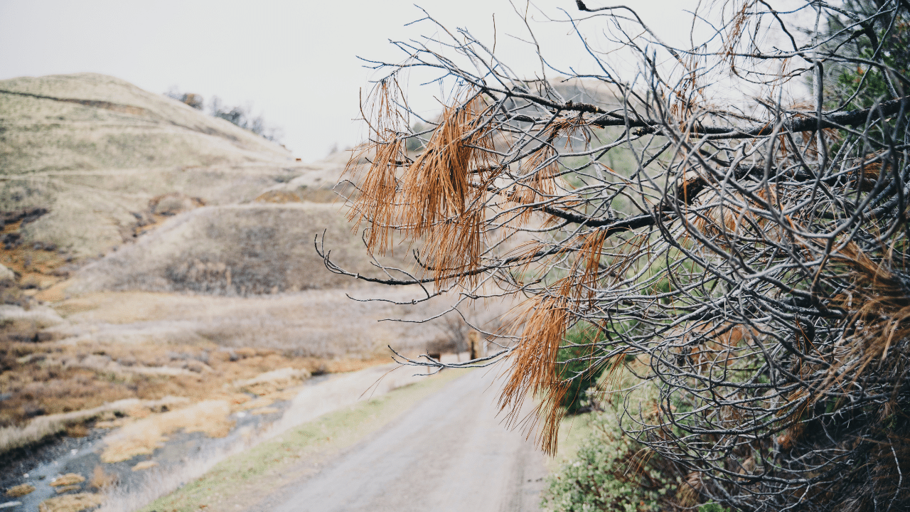 cutting overhanging tree branches
