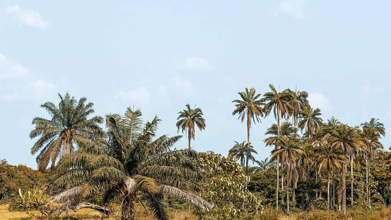 palm tree cost