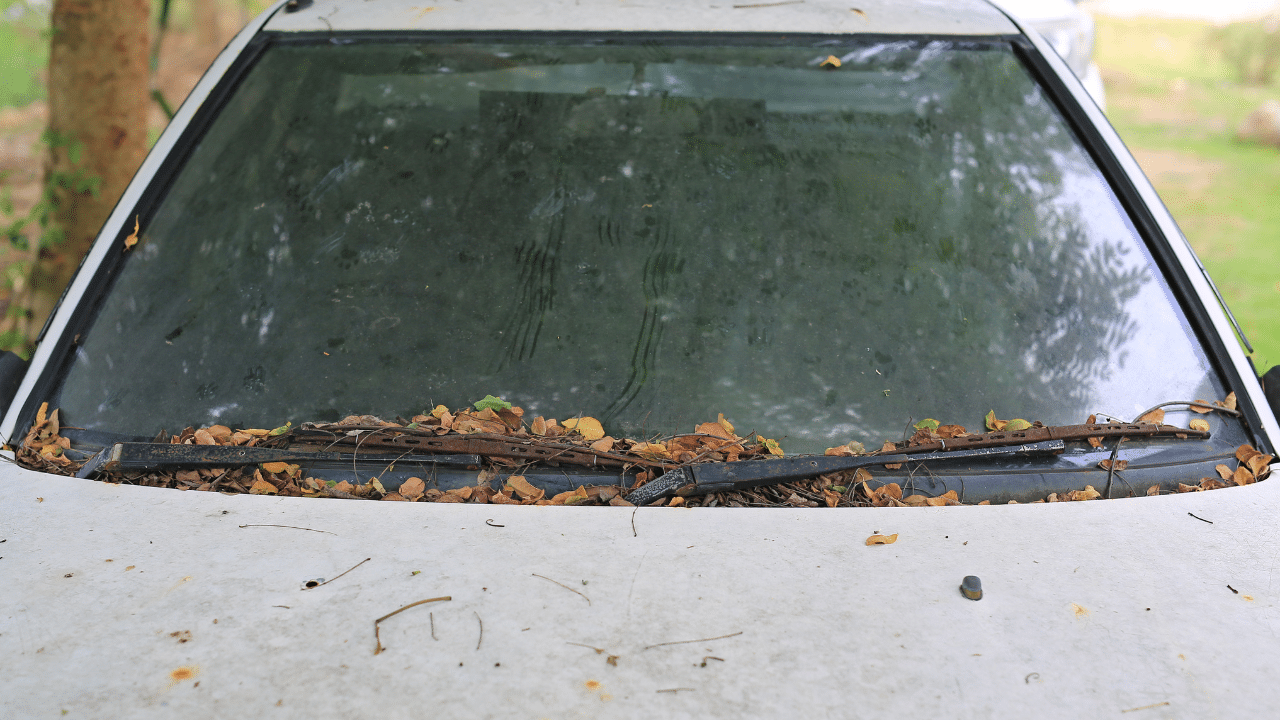 remove tree sap from windshield