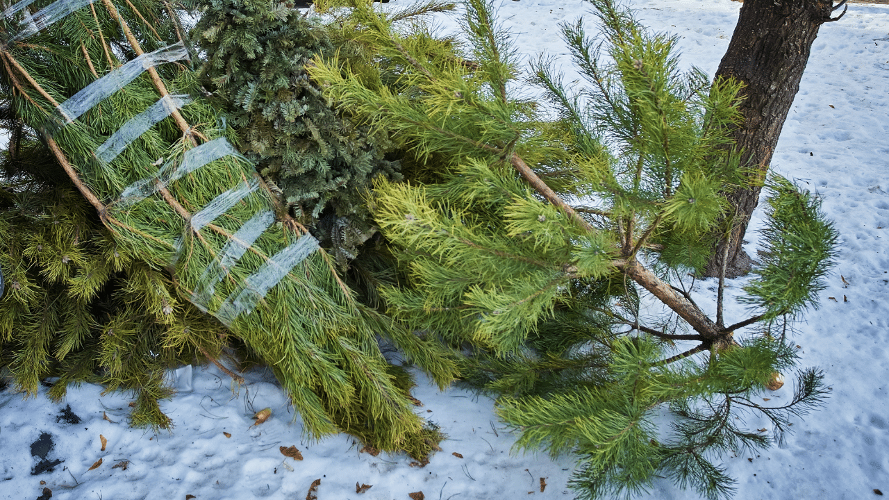 replant a cut christmas tree