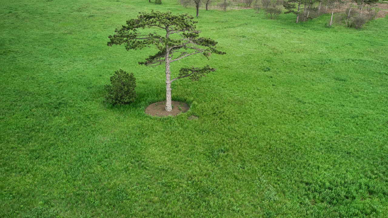 should i remove grass around trees