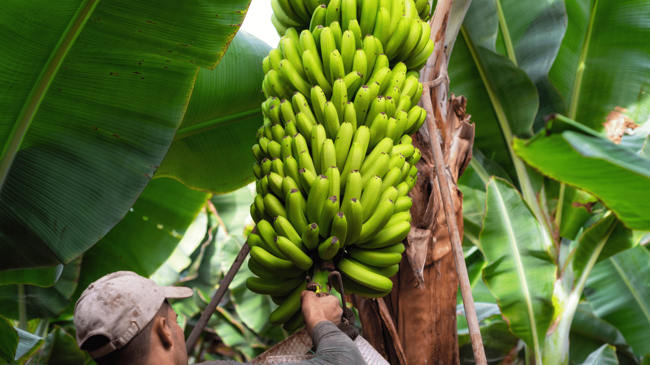 trim a banana tree