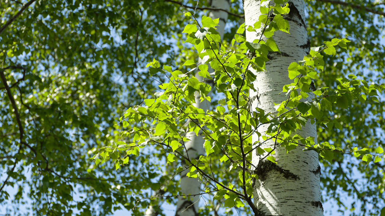 trim a birch tree