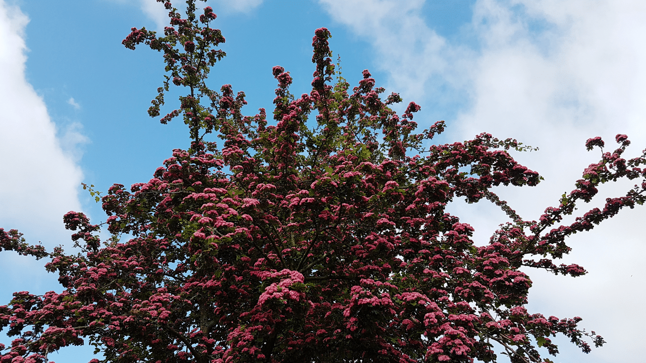 trim a redbud tree