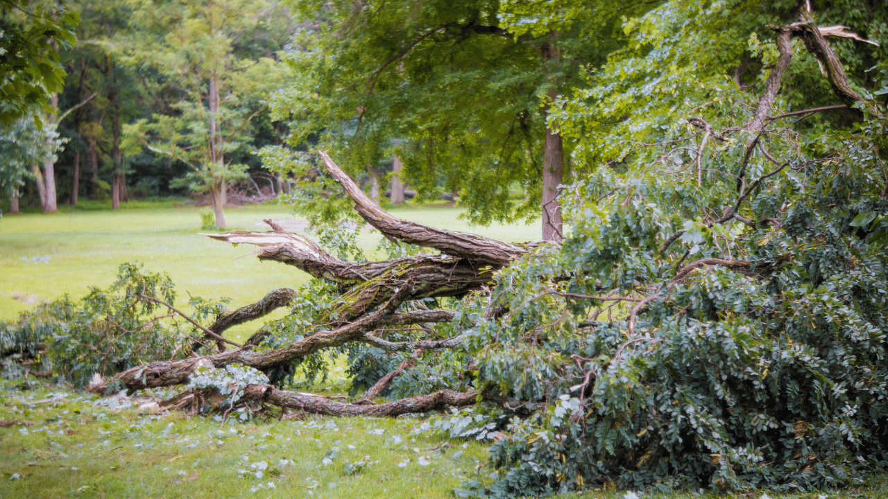 who is responsible for fallen tree removal
