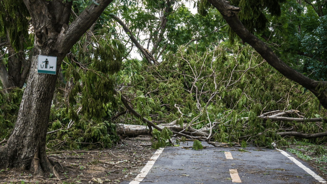 who removes fallen trees from roads