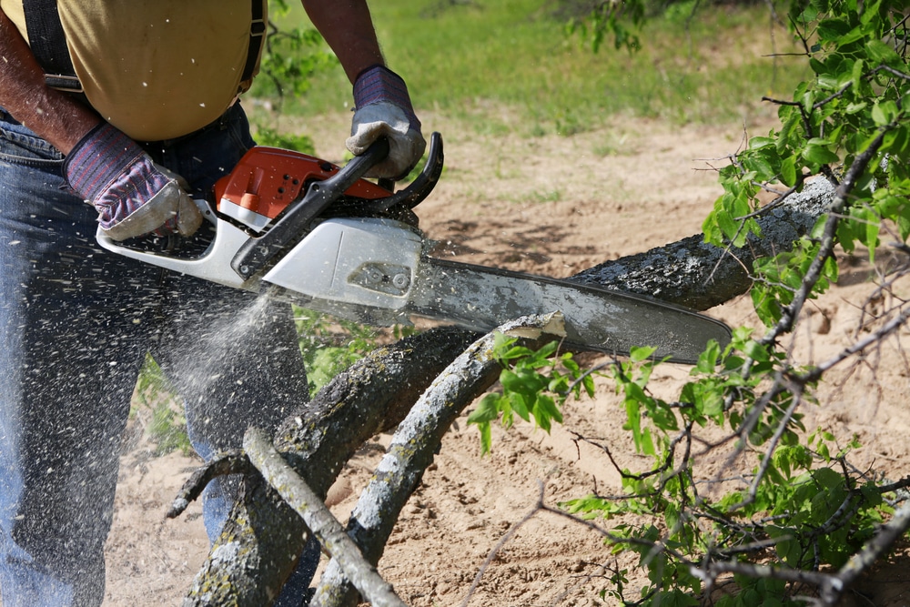 tree removal