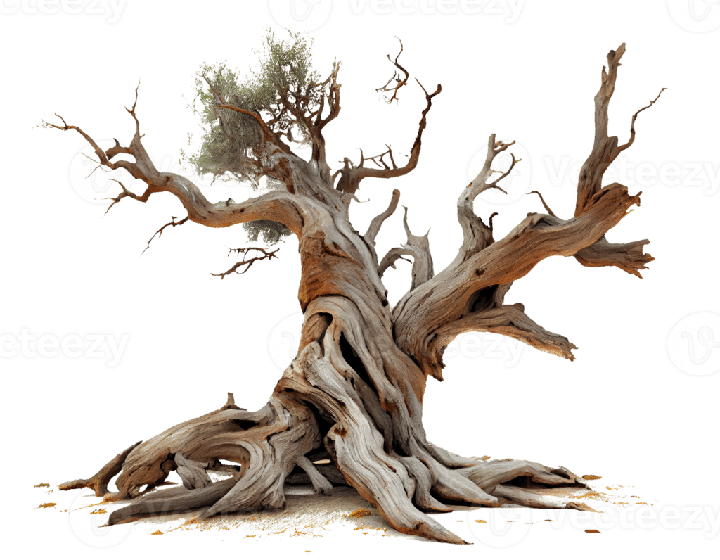 dead tree on transparent background png