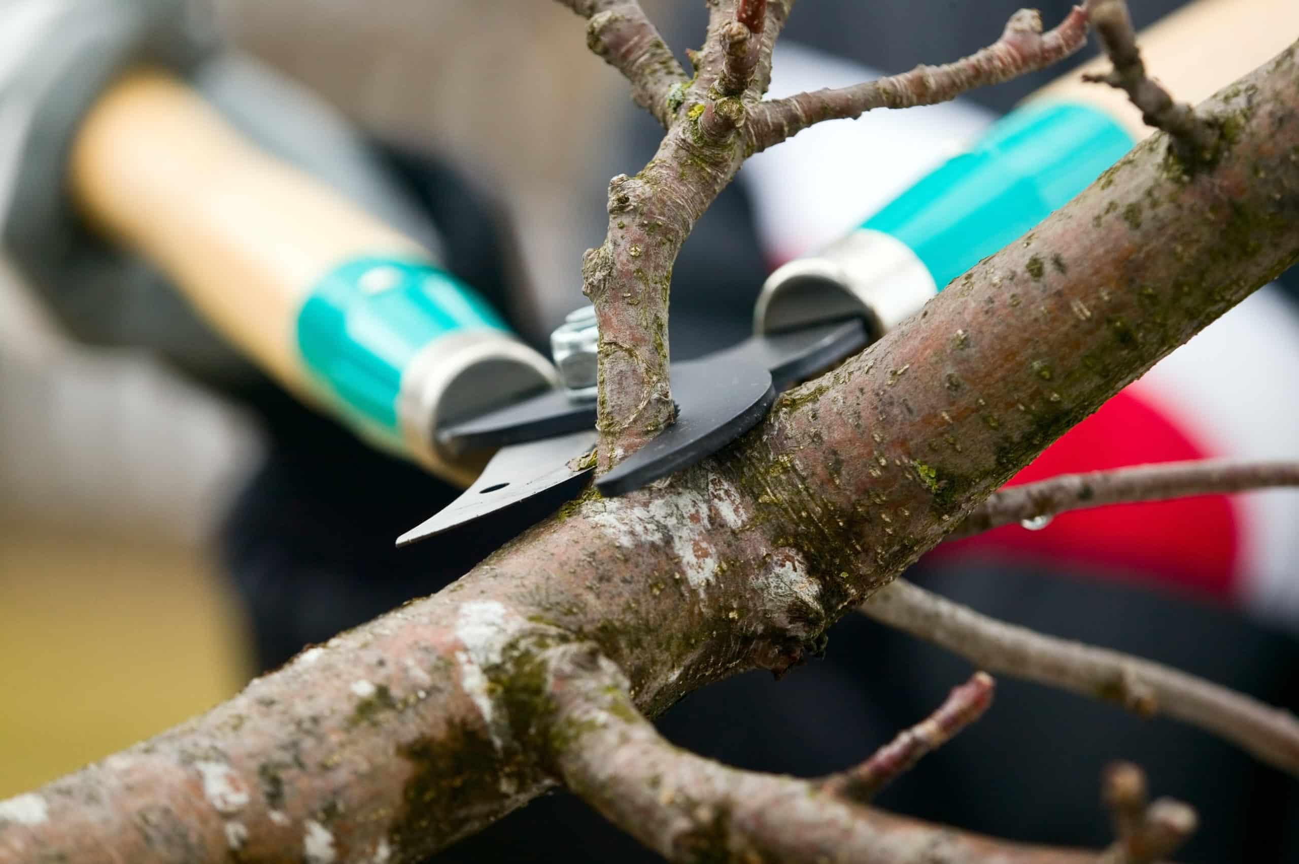 tree trimming service