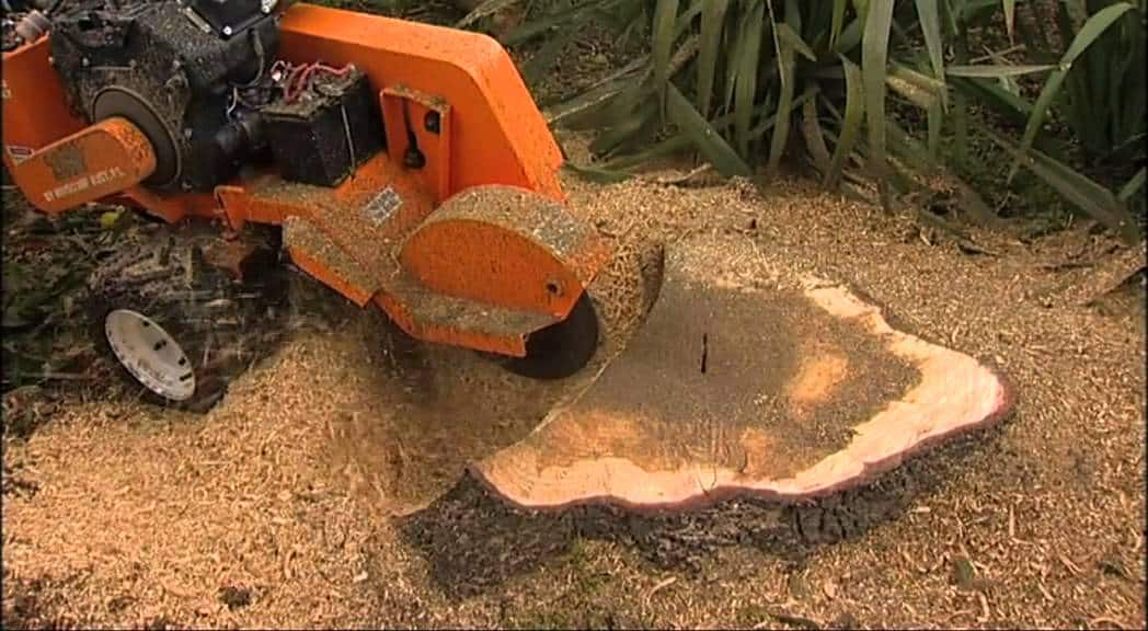 stump grinding 1