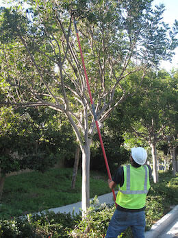 tree service in san diego 1