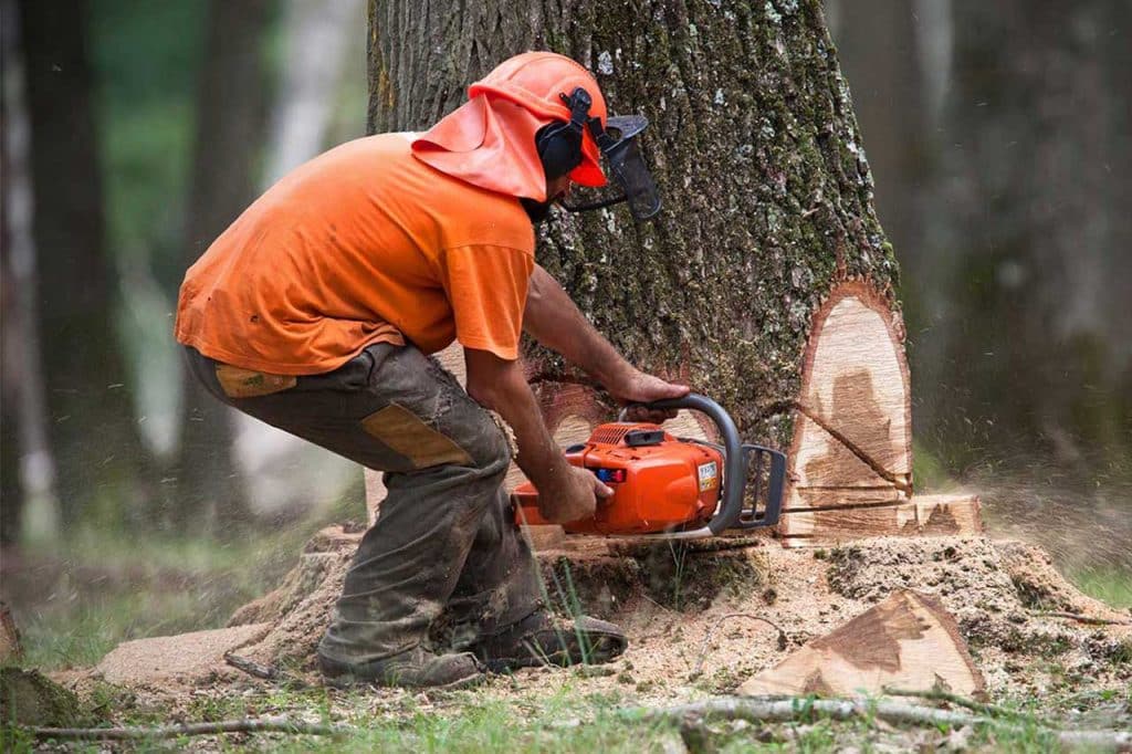 how to cut down a palm tree