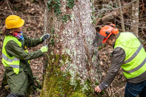 How Does a Stump Grinder Work