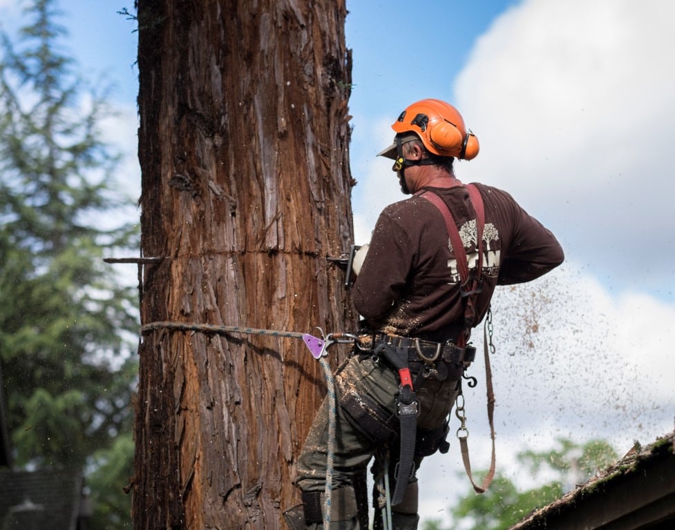 How Long Does It Take to Grind a Stump