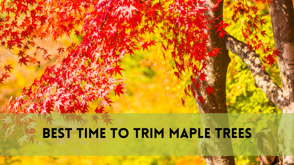 Best Time to Trim Maple Trees | 3 Best Trimming Practices