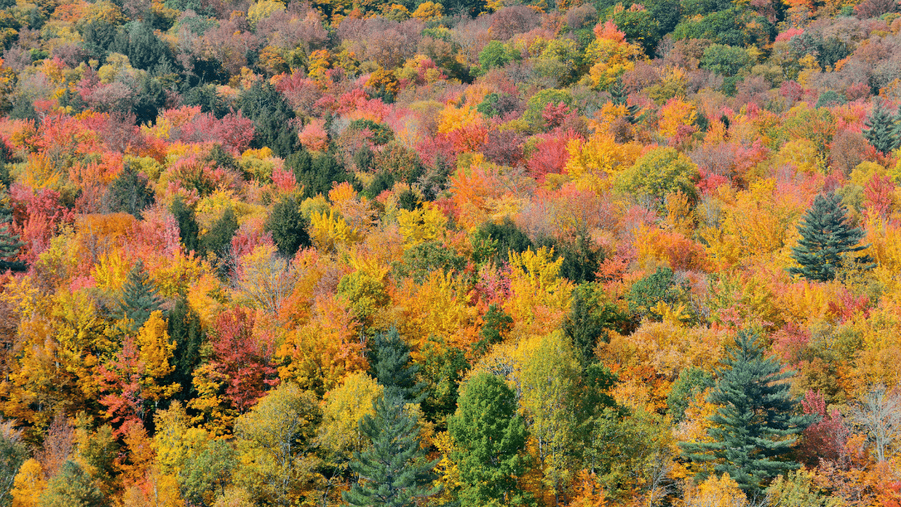 Best Time to Trim Maple Trees