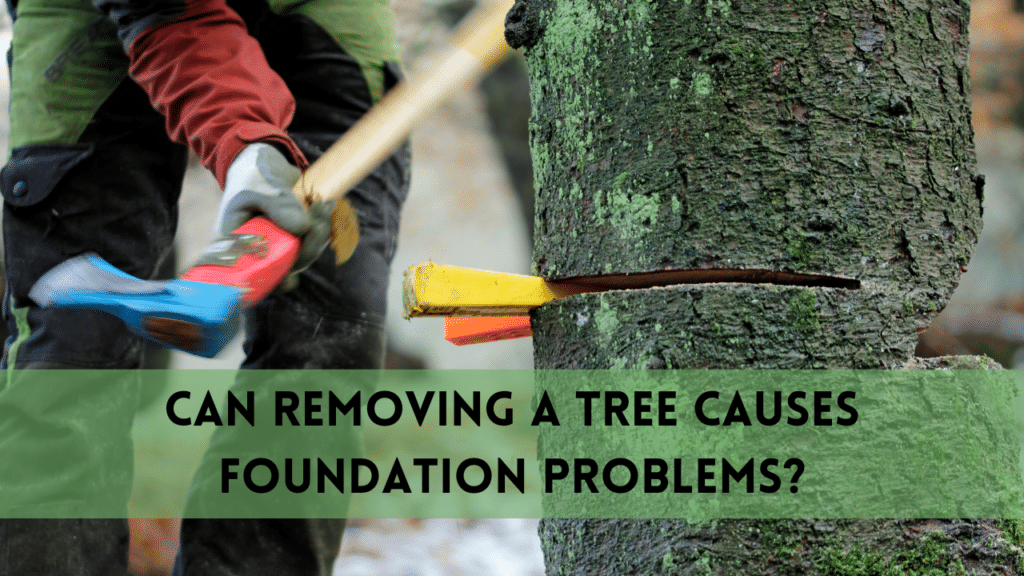 Can Removing a Tree Causes Foundation Problems?