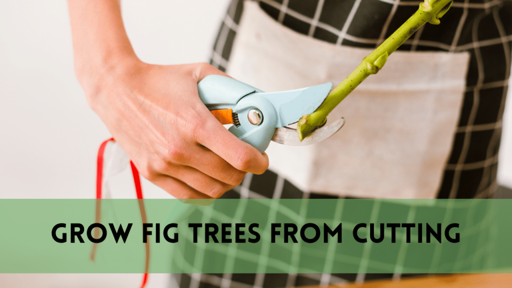 How to Grow Fig Trees from Cutting? Healthy Tree in 14 Steps