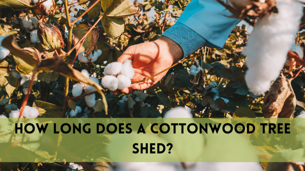 How Long Does a Cottonwood Tree Shed? (Know the Truth)