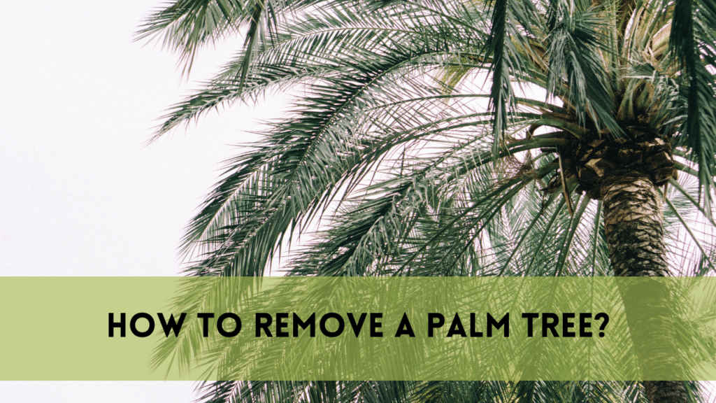 Remove a Palm Tree | 8 Powerful Steps | Ultimate Guide 2025