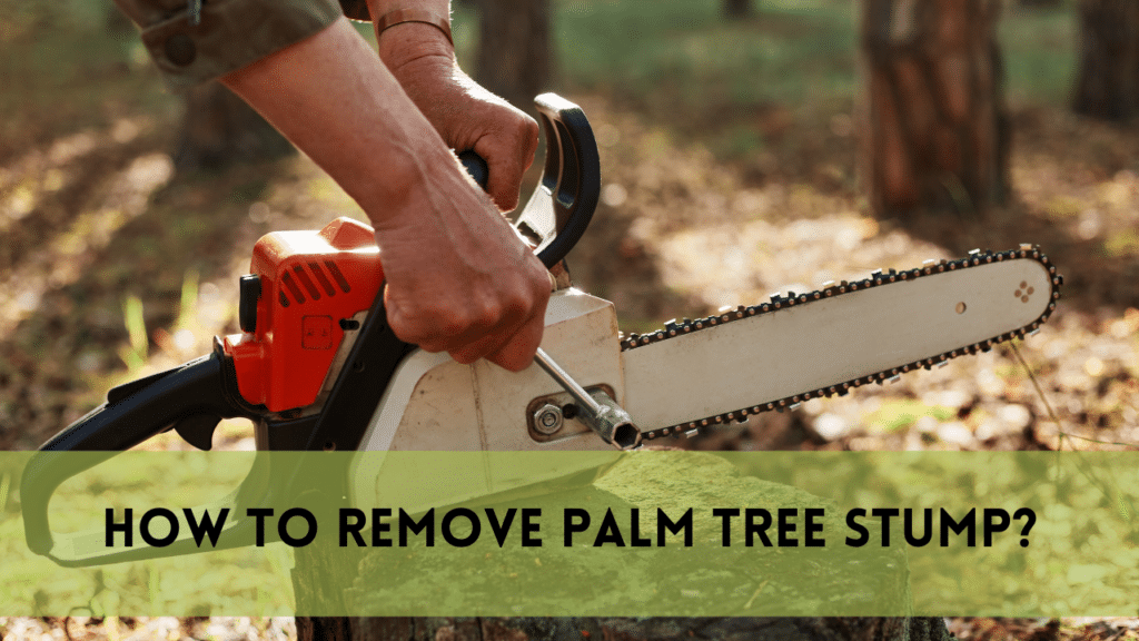 How to Remove Palm Tree Stump | 11 Effective Tips