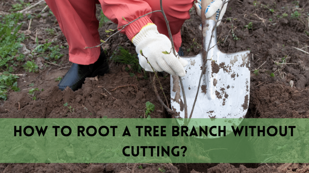 How to Root a Tree Branch without Cutting |11 Effective Tips