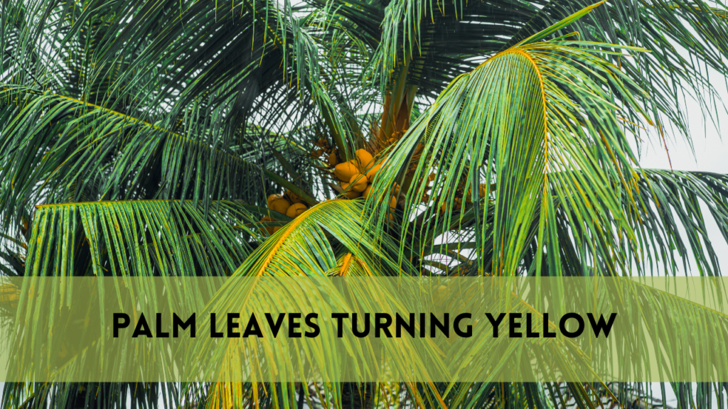 Complete Guide on Palm Leaves Turning Yellow |11 Useful Tips