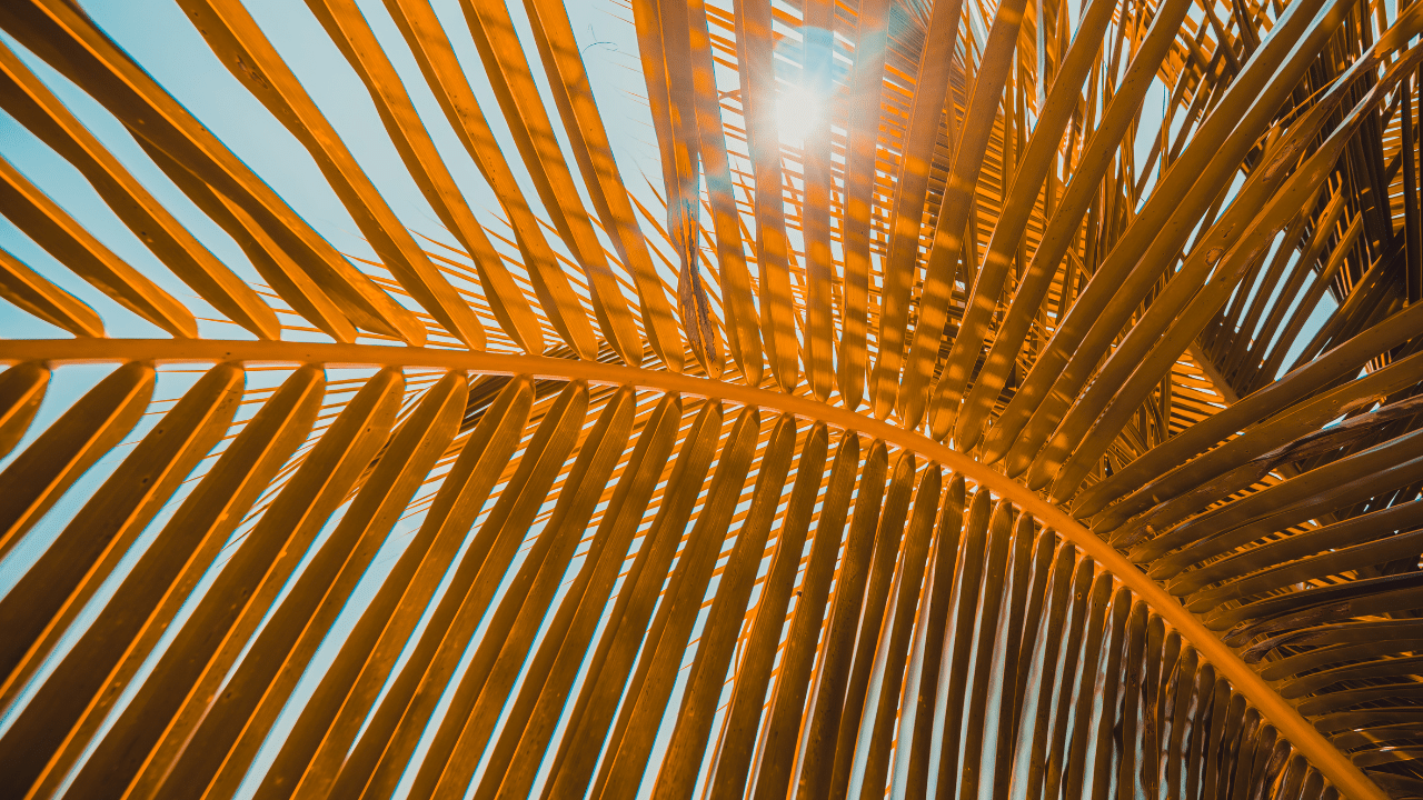 Palm leaves turning yellow