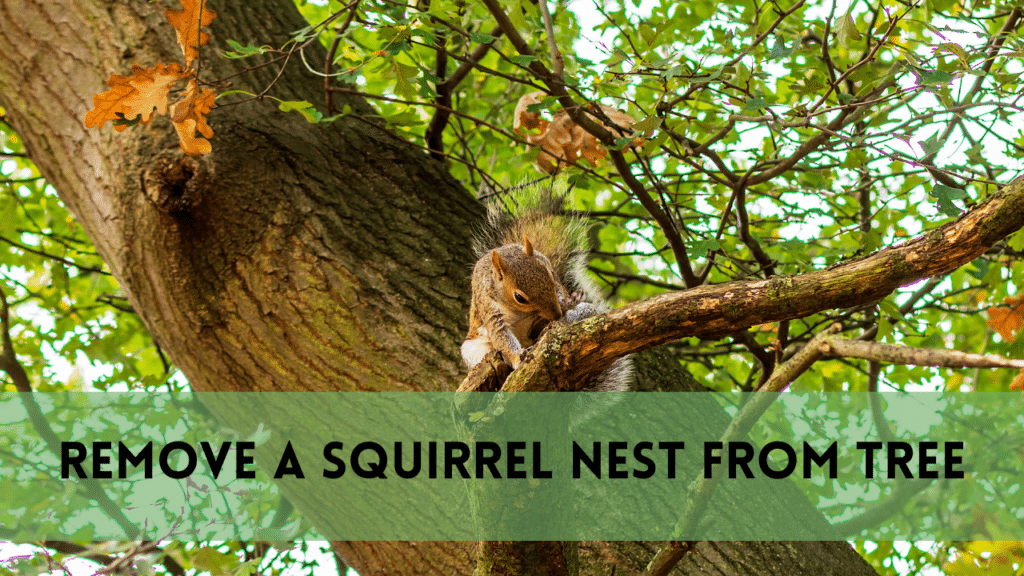 Remove a Squirrel Nest from Tree |11 Effective Tips & Tricks