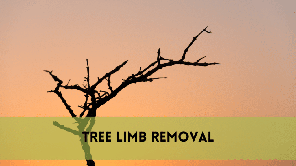 Tree Limb Removal | an Effective Method to Trim Your Trees