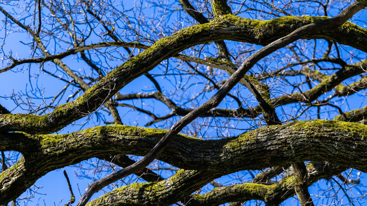 Tree limb removal