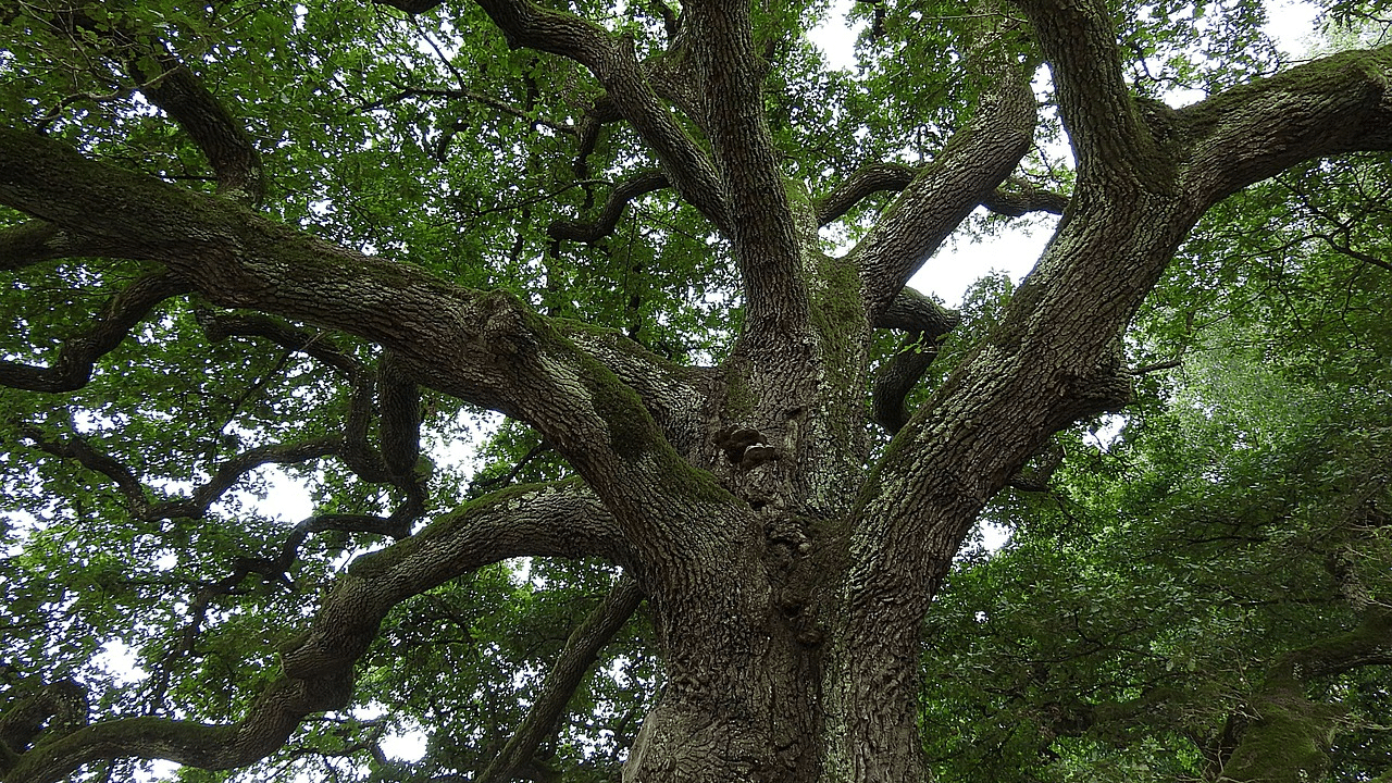 can you kill an oak tree by trimming it