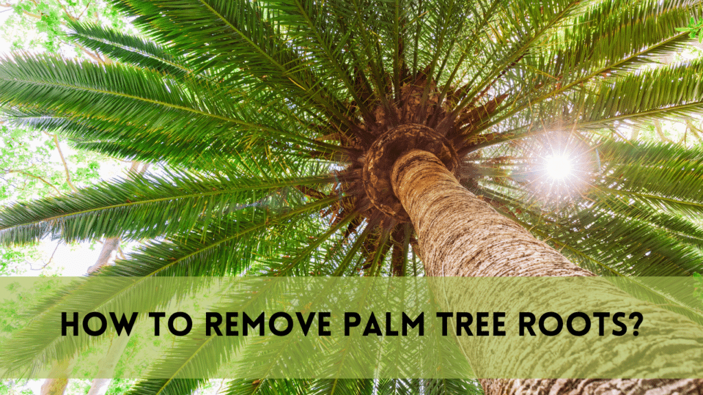 How to Remove Palm Tree Roots | Useful Instructions