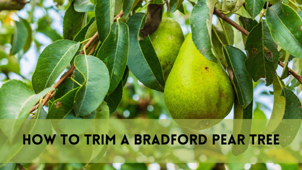 How to Trim a Bradford Pear Tree | Detailed Guide – 2025