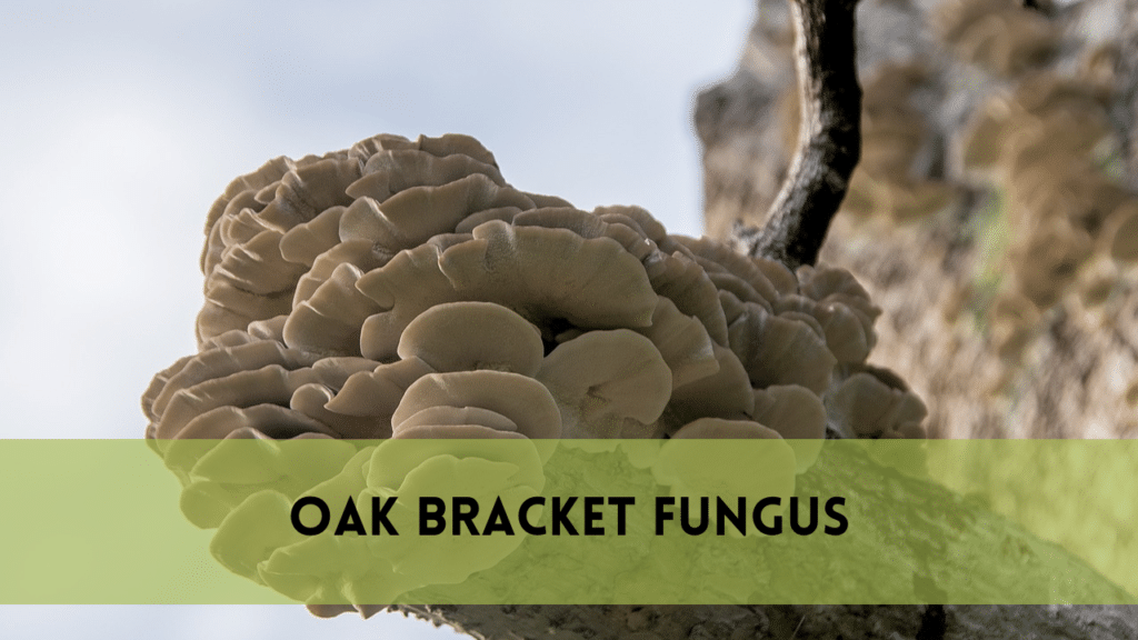 oak bracket fungus