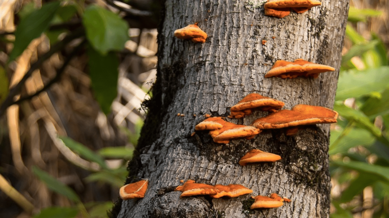 oak bracket fungus