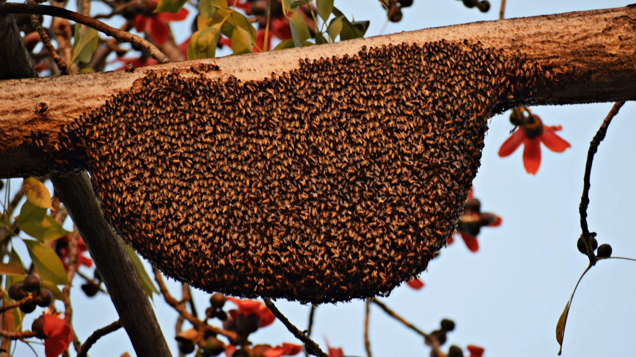 remove a bee hive from at ree