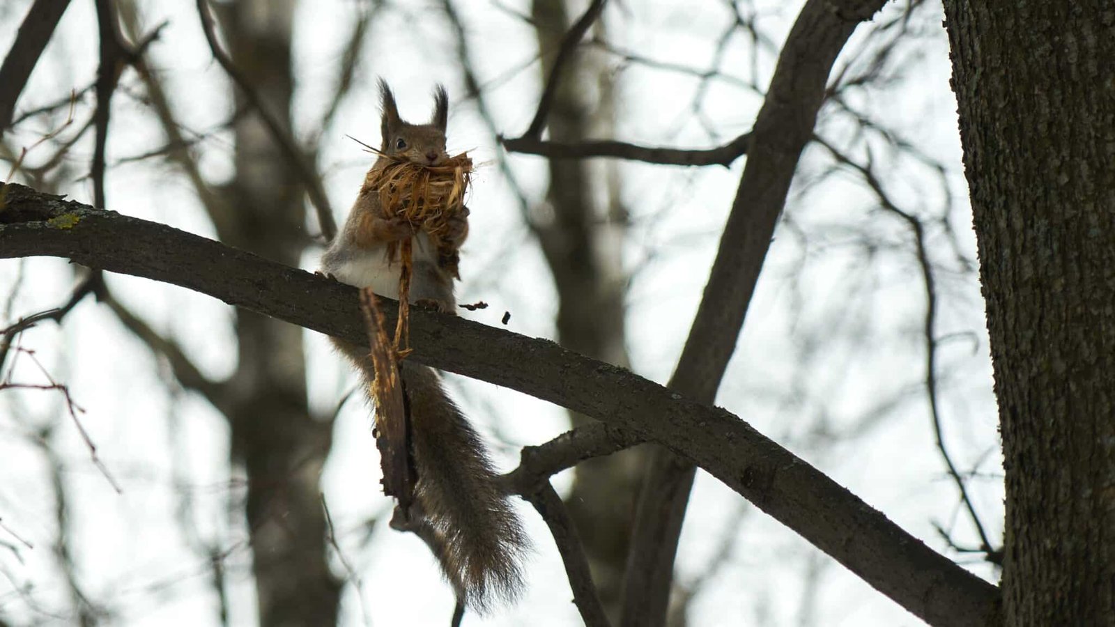 Remove squirrel nest from tree