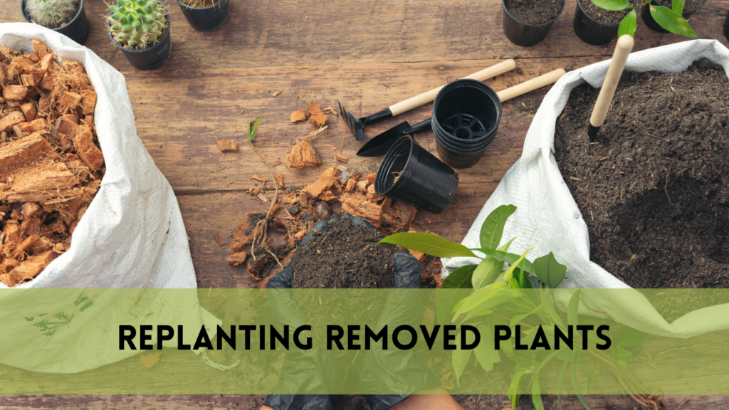 Replanting Removed Plants [Comprehensive Guide]