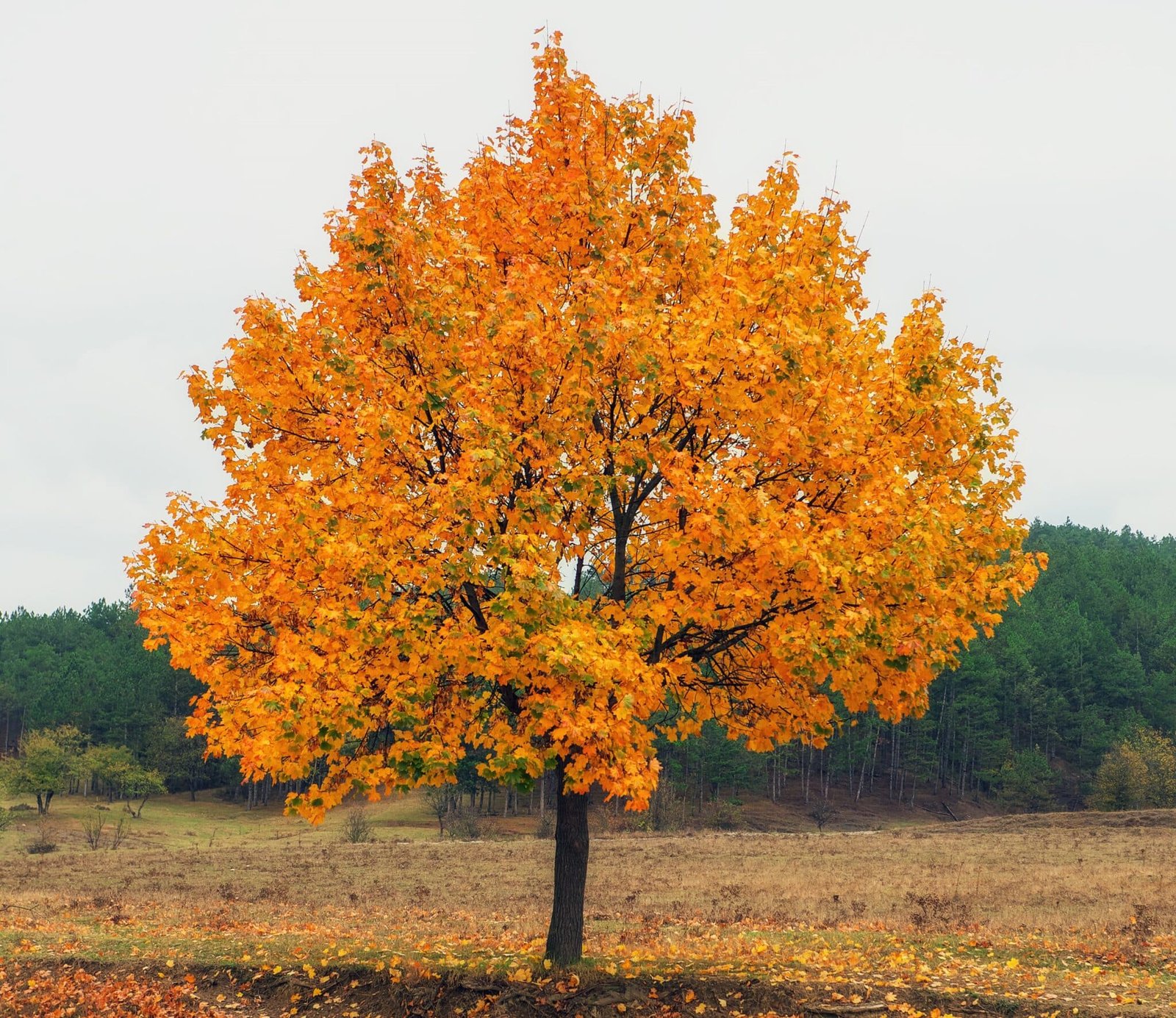 Seedless Maple Trees