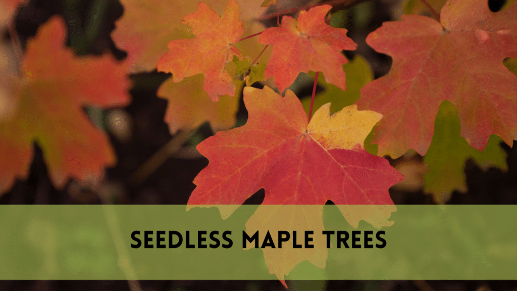 Seedless Maple Trees | Ideal for Your Yard |11 Amazing Facts