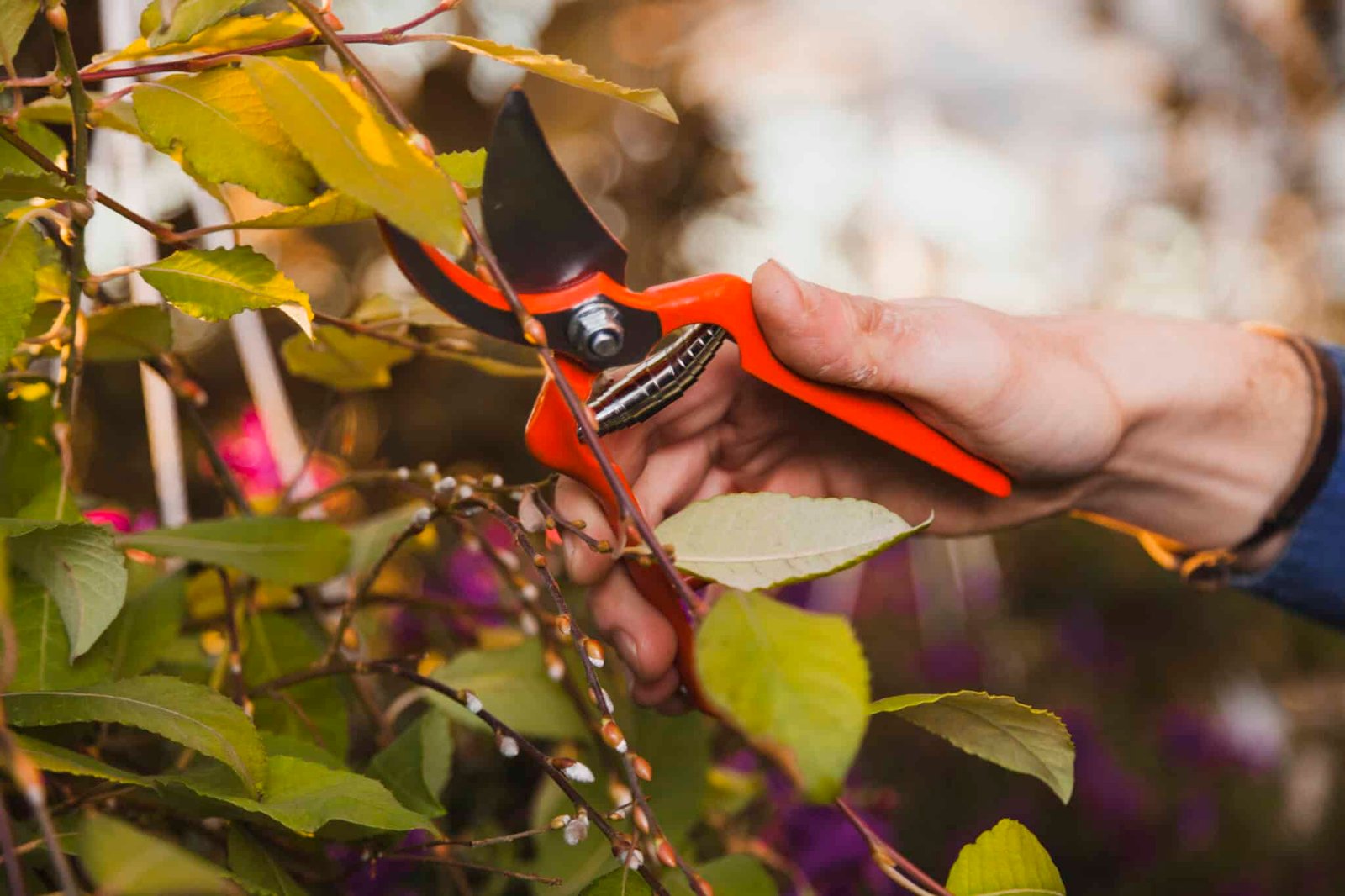 trim a bradford pear tree