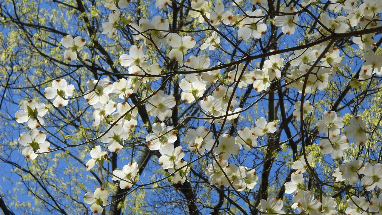 trim a dogwood tree