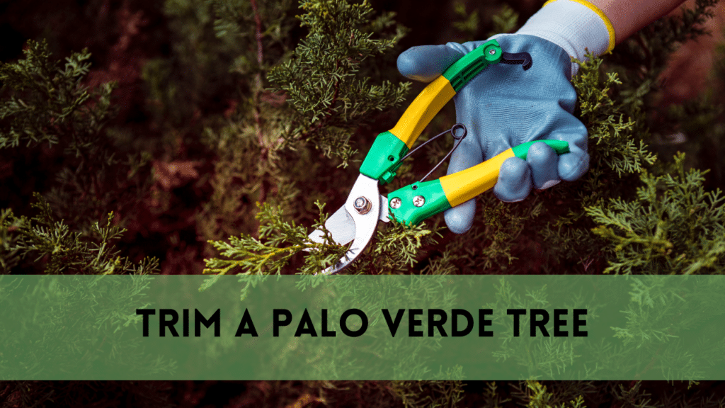 Trim a Palo Verde Tree in 5 Effective and Simple Steps