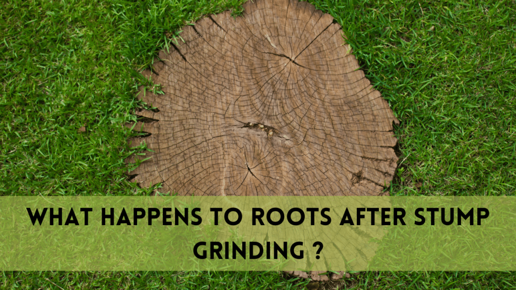 What happens to Roots After Stump Grinding? | 2025 Guide