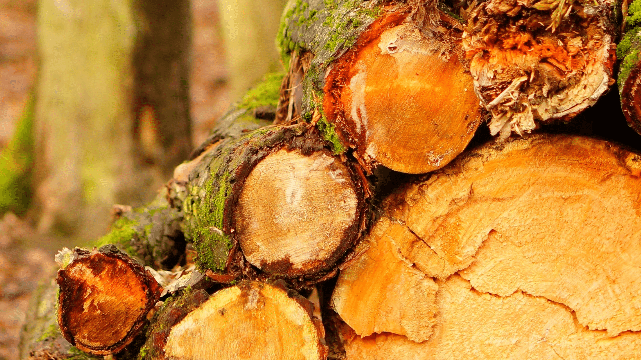 what is stump grinding