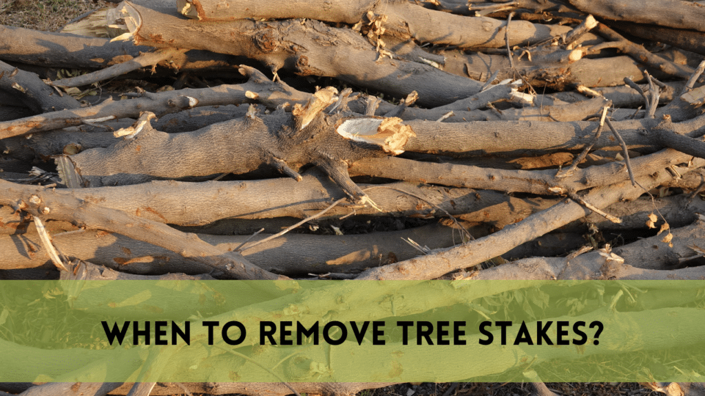 When to Remove Tree Stakes | Expert Approved Manual