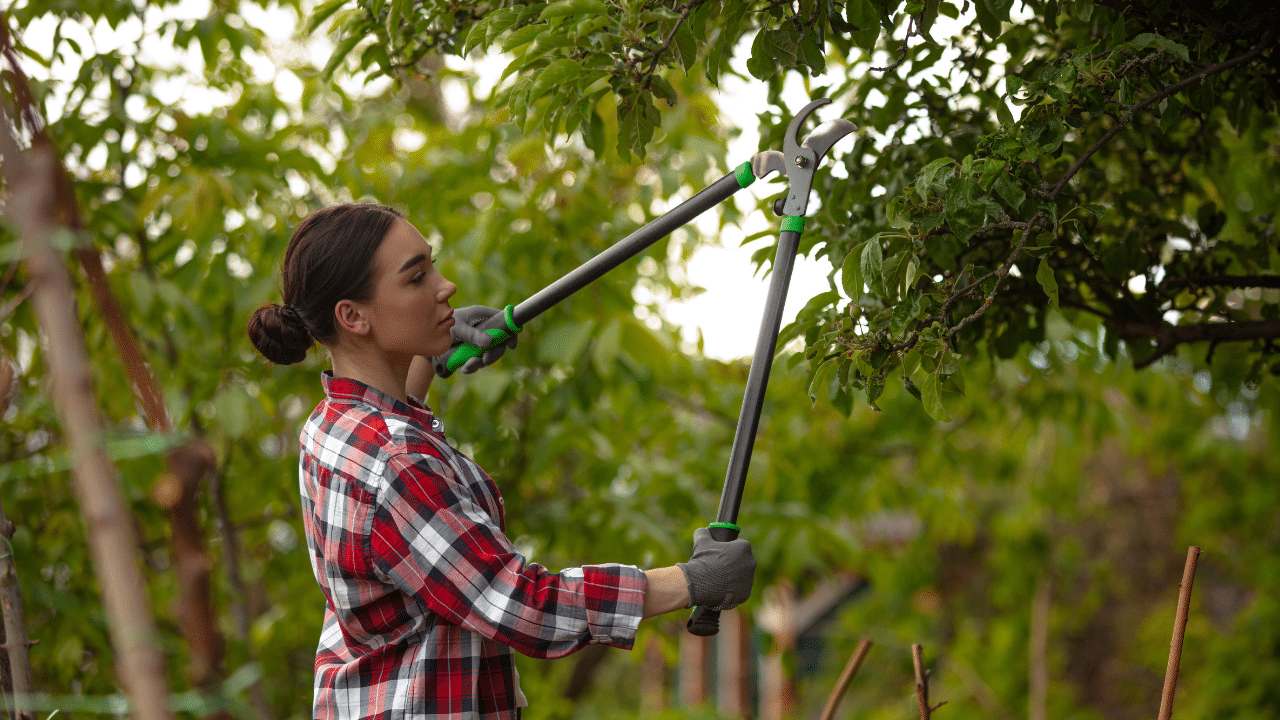 when to trim oak trees in texas