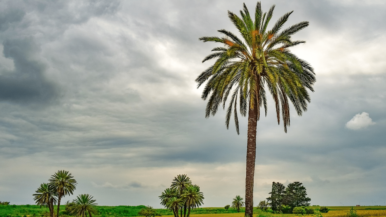 palm tree removal