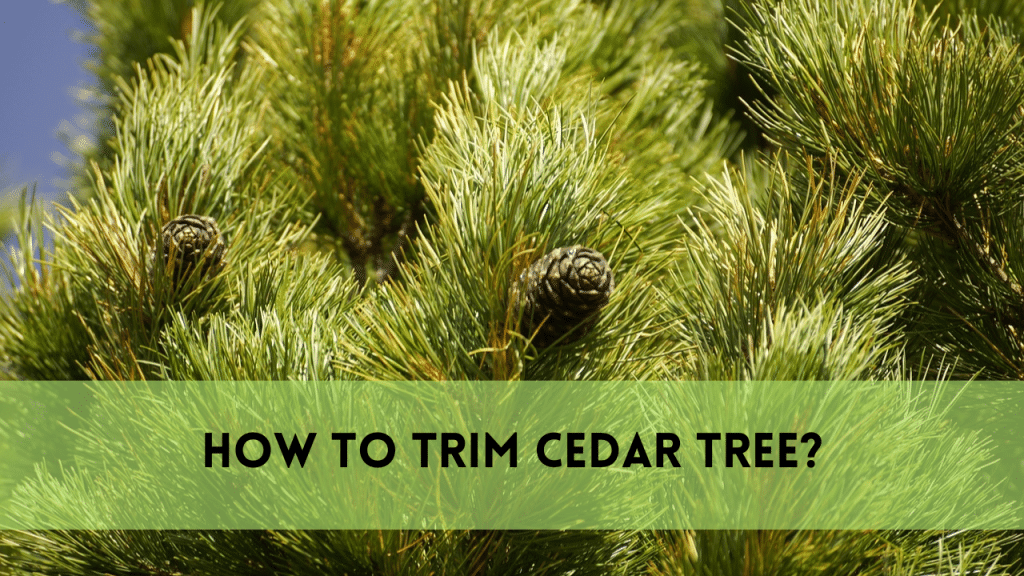 Trim Cedar Tree in 5 Easy Steps | Ultimate Expert Guide
